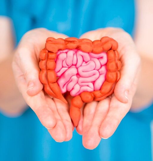 Person holding a model of the human gastric system.
