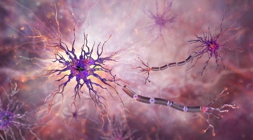 Illustration of a neuron highlighting the axon, dendrites, and myelin sheath for understanding axon structure and nerve signal transmission